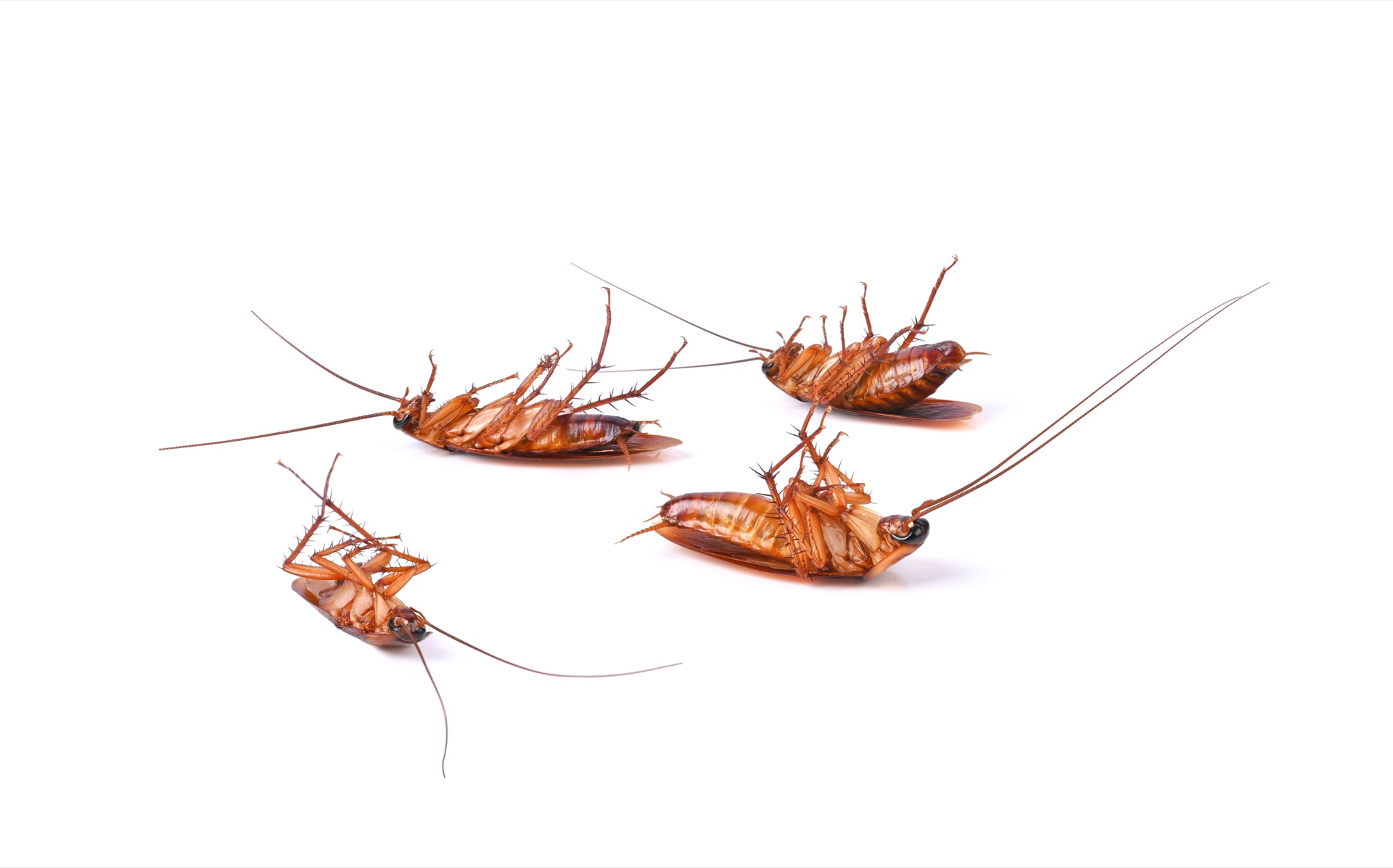 Ants